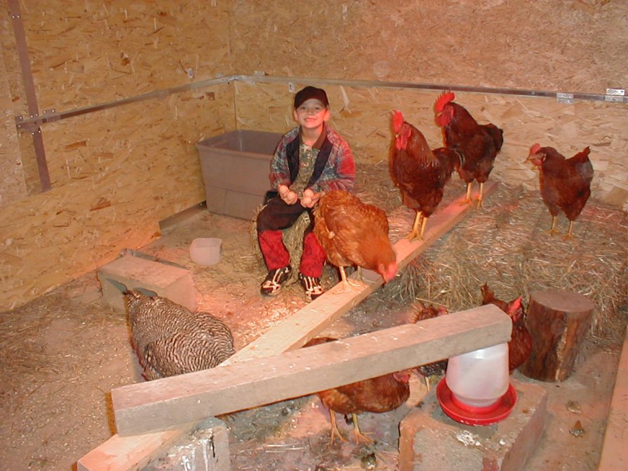 large picture of Jeremy inside the chicken coop with his chickens